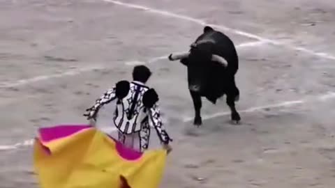 Watch as this Matador get in the ring with this giant bull and risk it all for fame and fortune