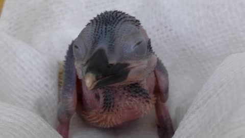 Micronesian Kingfisher Chick Hatches Total of 129 Birds in Existence