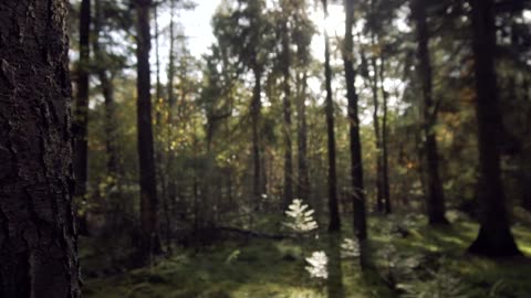 In the Woods of New Zealand