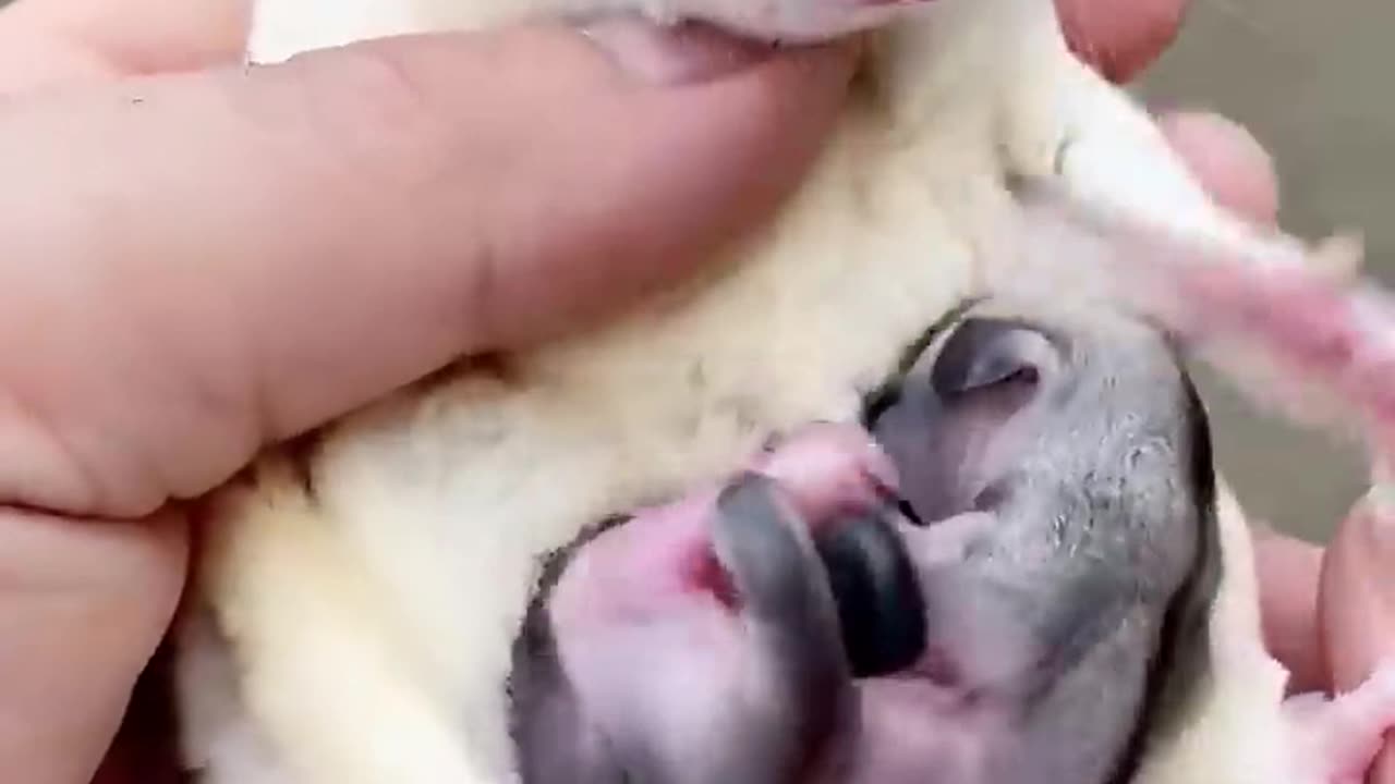 Cute Baby Sugar glider in Mother's Pouch? #shorts #sugarglider #sugarglidercare #cute #animals