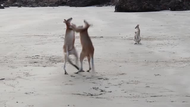 Wallaby fight on the beach