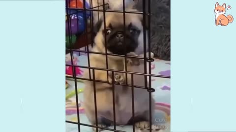 Funny Dog Video #2 | It's time to LAUGH with Dog's life