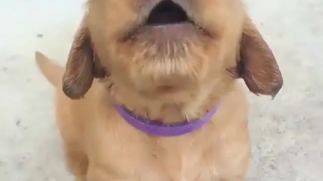 Dogs are naturally friendly to others