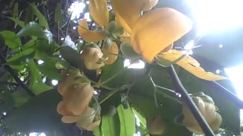 A beautiful bunch of yellow acacia is seen in the park, pretty flowers! [Nature & Animals]