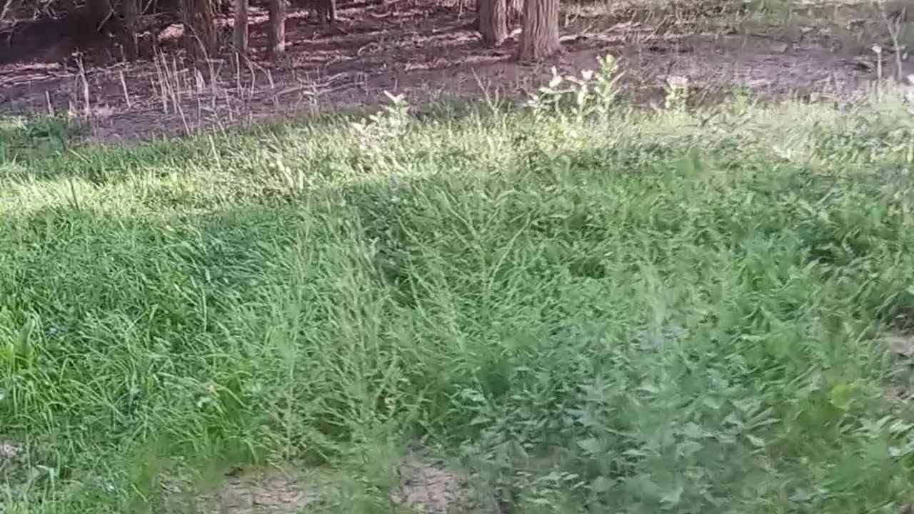 Tour Part 1: South Fence