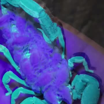 Amazing Scorpion 🦂 #scorpion #babies #livingthedream #reptile #zoo #shorts #youtubeshorts