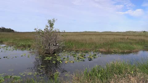 Florida Everglades Grass And Water With Anhinga In Bush