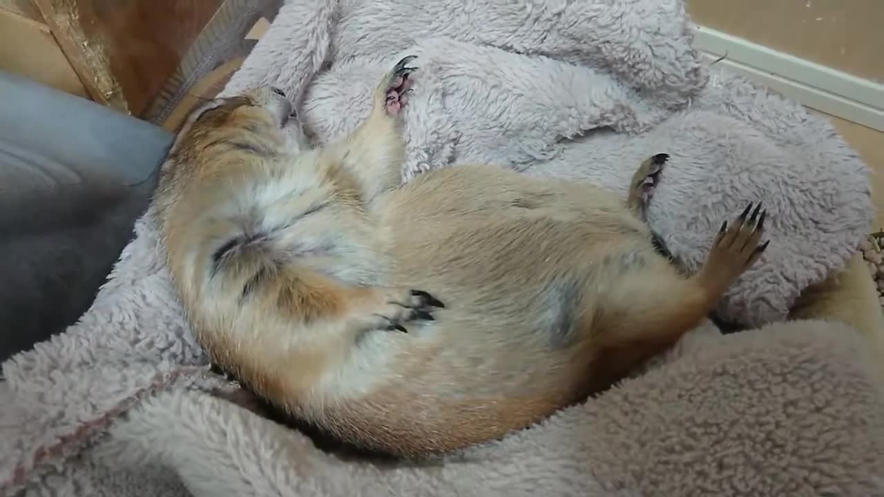 プレーリードッグ、寝言言う「Prairie dog girl talks in her sleep😪💤」