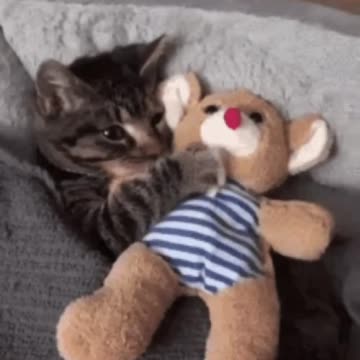 Cute Cat Gif