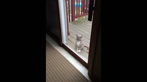 Cat wants attention but other kitty ignores him