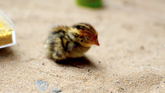 Chick