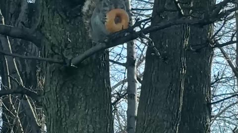 This Squirrel Is Eating Good Tonight