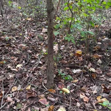 Big buck Scraps 🦌