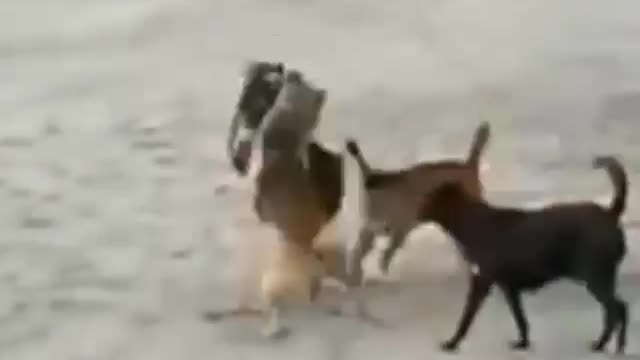 Real battle of two dogs, amizing fight