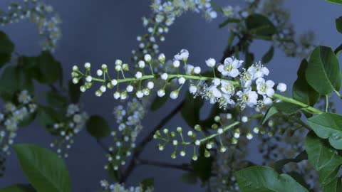 [4K] Time-Lapse: Flower Blooming | Free HD Videos - No Copyright