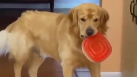 Dog need food