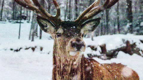 Photos of animals in their natural habitat