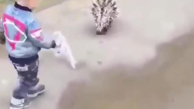 Best Funny Animal Videos of the year (2021), funniest animals ever. relax with cute animals