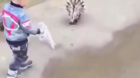 Best Funny Animal Videos of the year (2021), funniest animals ever. relax with cute animals