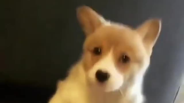 little dog singing