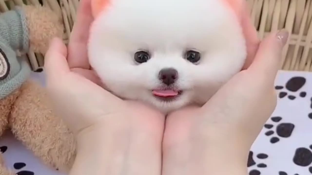 cute dogs