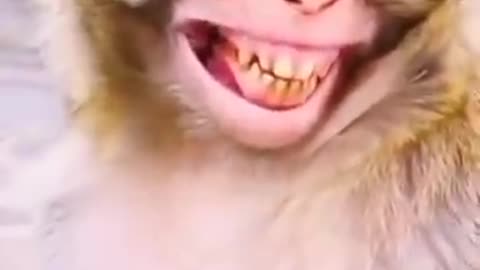 Monkey Laughing