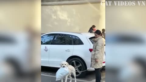 Funniest Animals Videos | Best Funny Cats and Cute Dog | Funny Animal Compilation