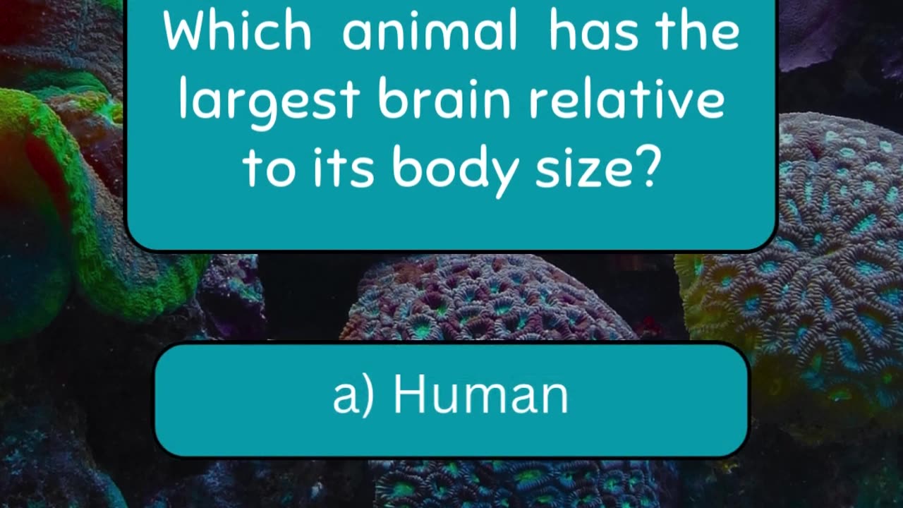 Quiz Challenge!