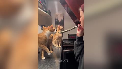 funniest cat and dog videos 2024