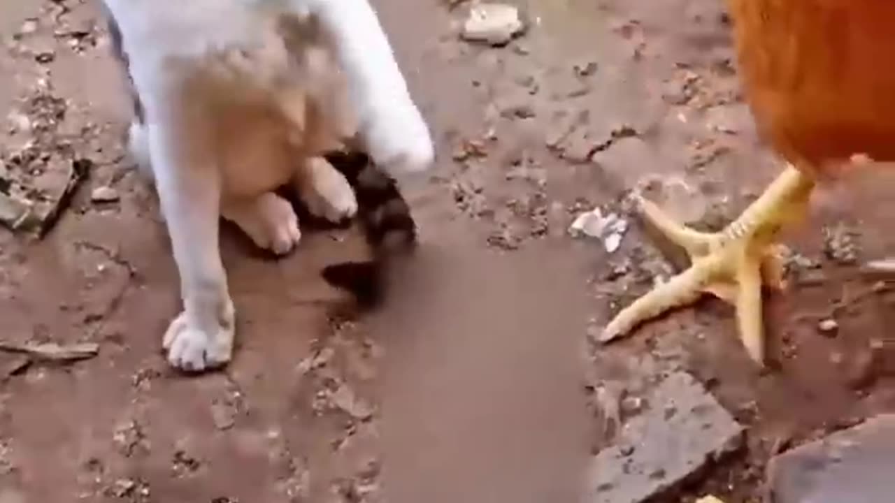 Cat vs chicken fight