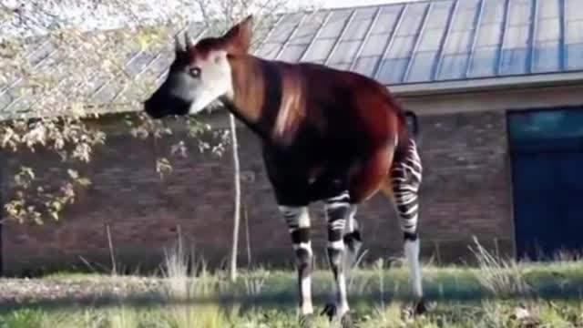 What kind of animal is this? It has zebra markings. It doesn't look like a zebra