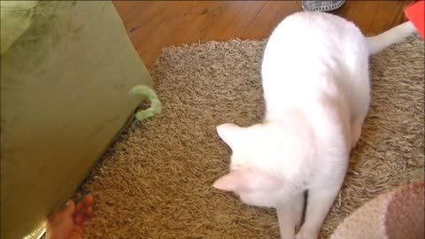 Gato dividido entre dos juguetes diferentes