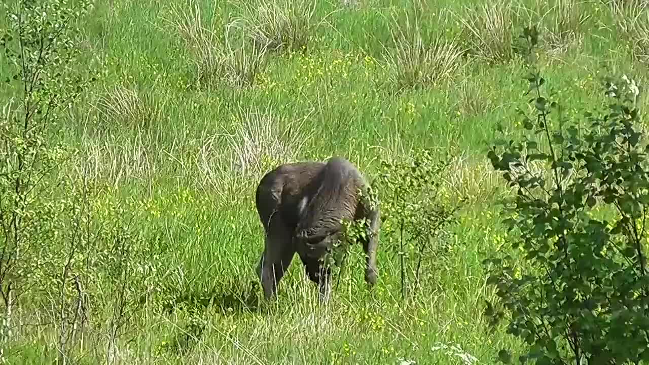 Elche Sweden Young Animal Wilderness Young