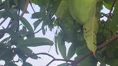 Baby taking mango from Tree