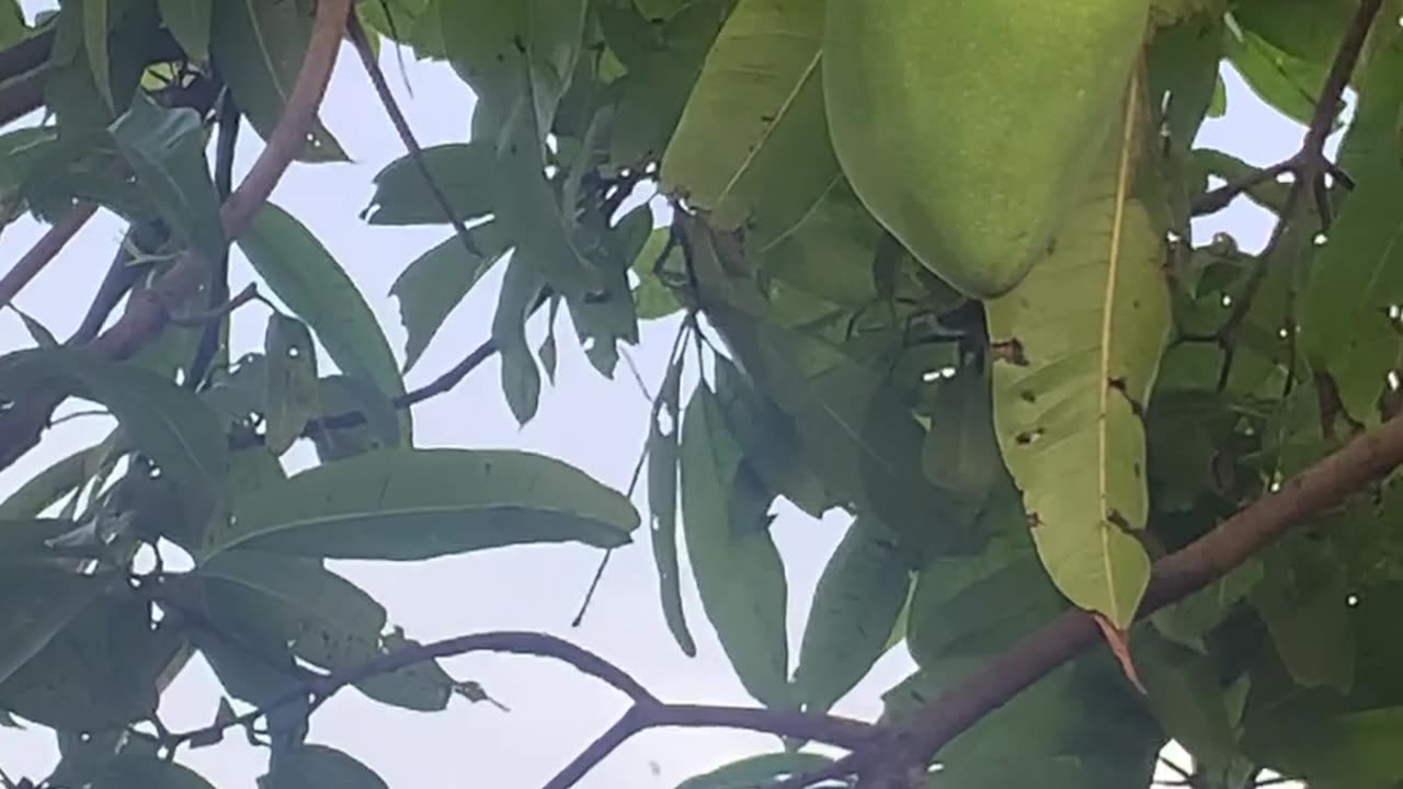 Baby taking mango from Tree