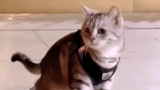 A little scooter. The cat plays very rough.