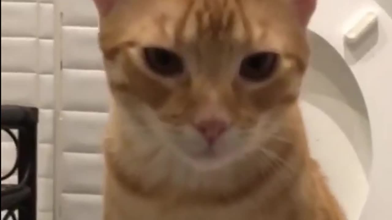 "Cats Being Adorable: Must-See 2023 Hi-Cat Footage"