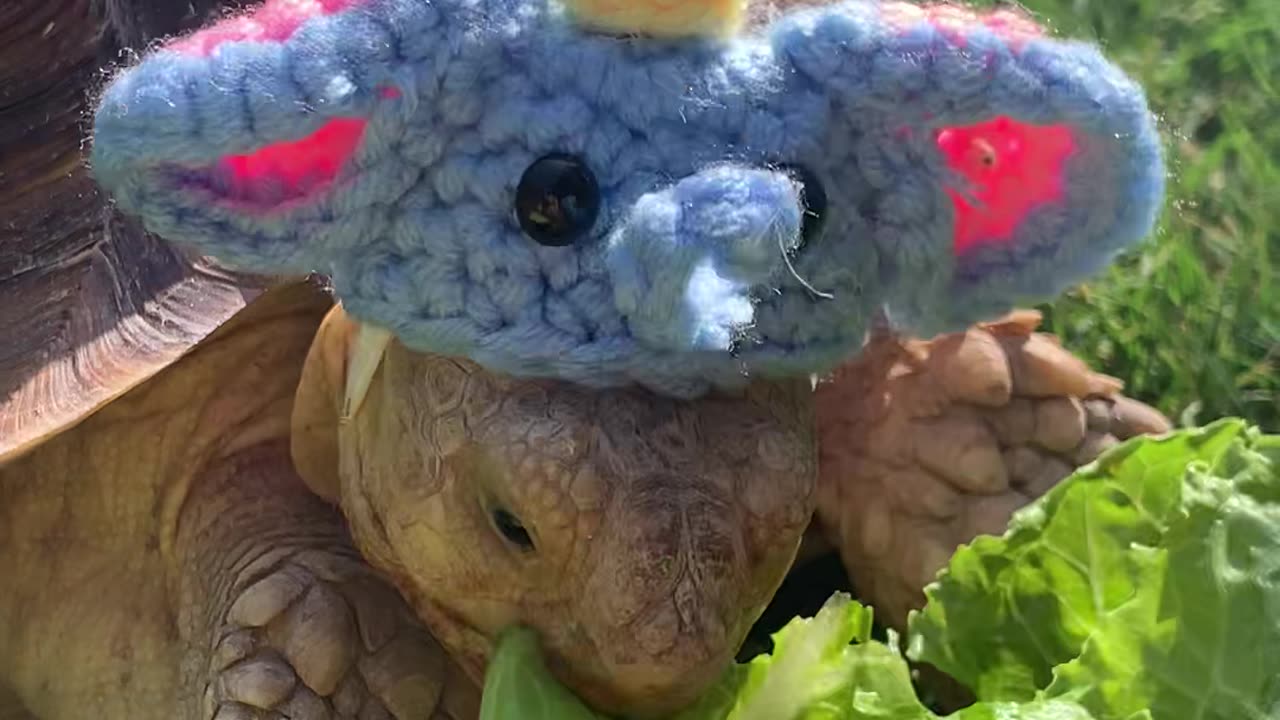 Cute tortoise crunches on tasty lettuce