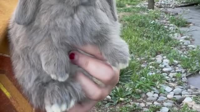 Cute Rabbit