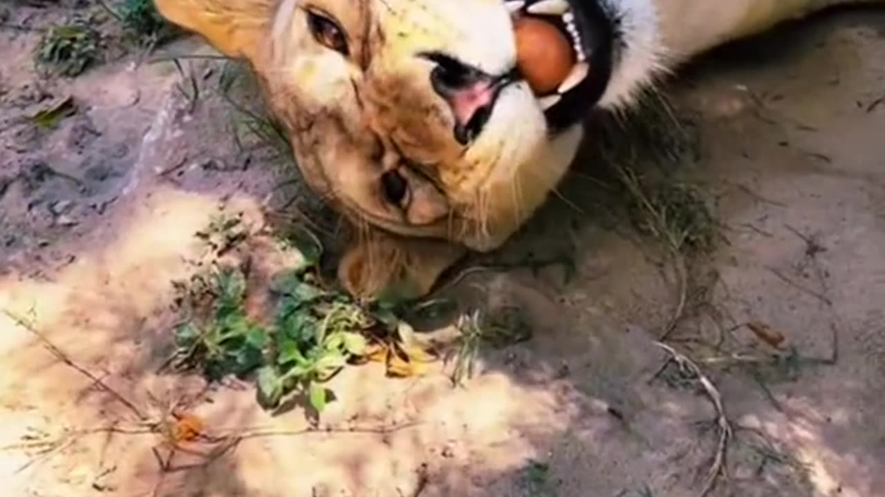 Big cats trying eggs! 🥚