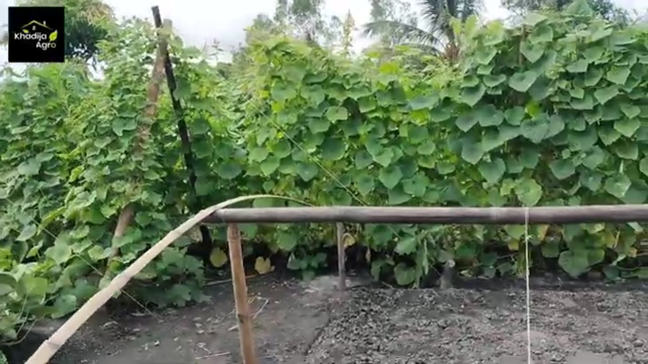 Farming-কৃষি সাফল্য বৃদ্ধ কৃষকের। উচ্ছে চাষ, শসা চাষ। #farming #agro #viralvideo #farmer