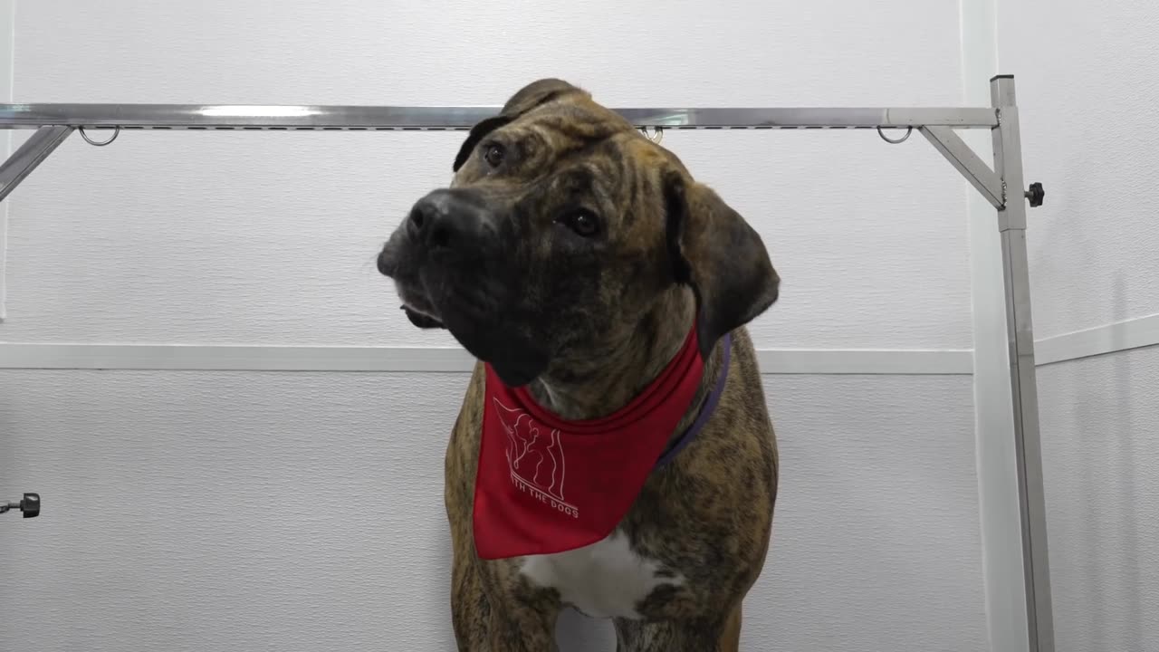 Dogs psychology and expression in different ways