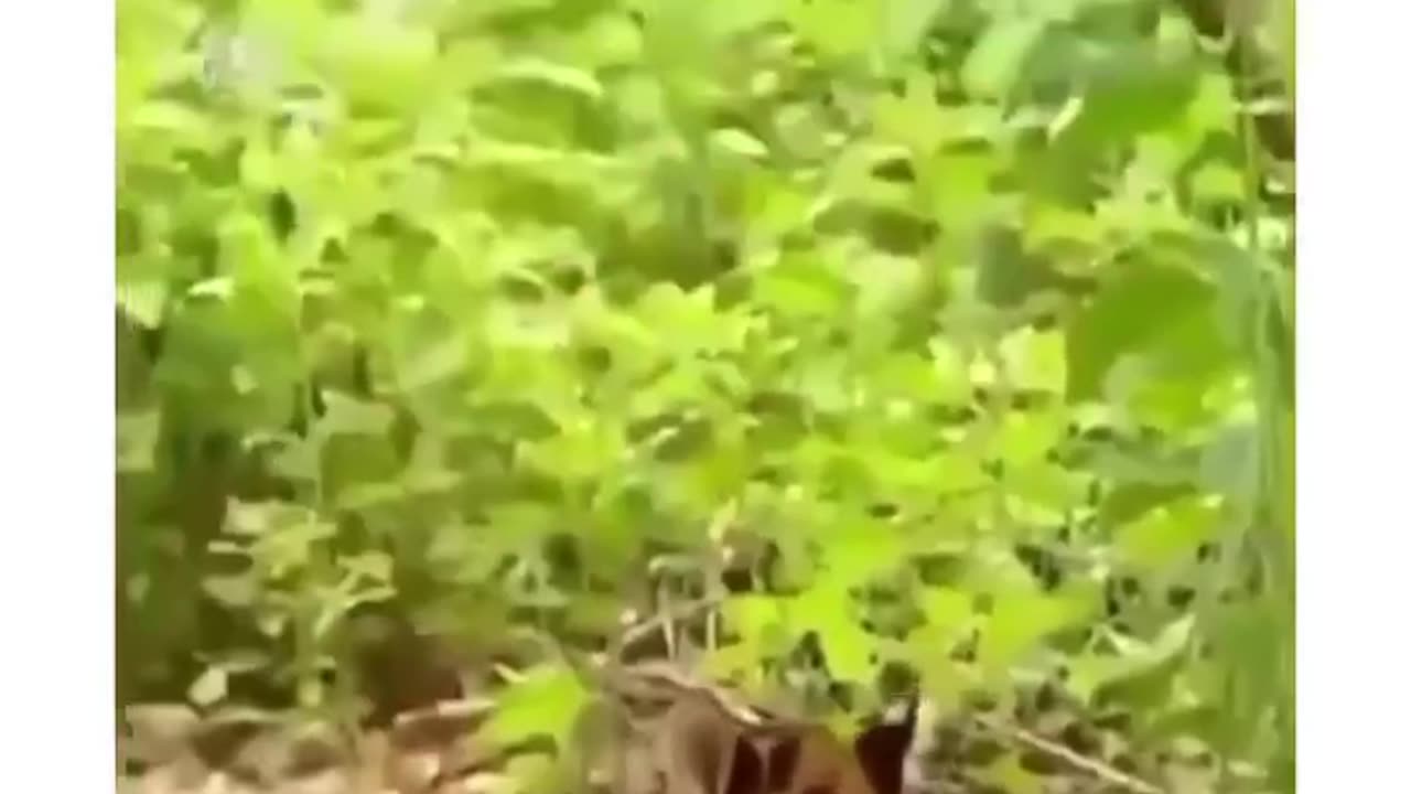 Animals Comedy