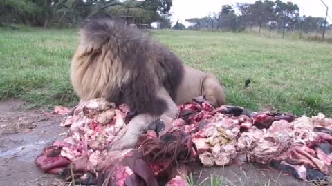 Soooo Hungry & angry lions grabs to eat meat