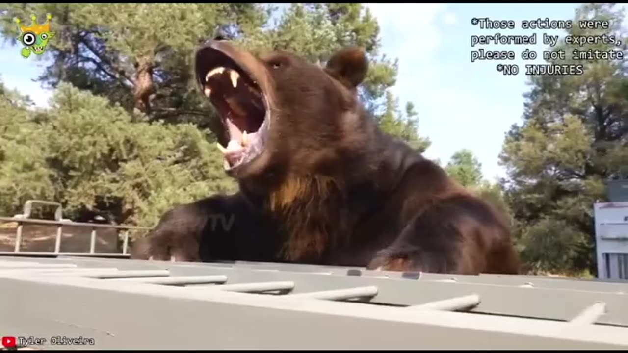 Animal Funniest peoples to people
