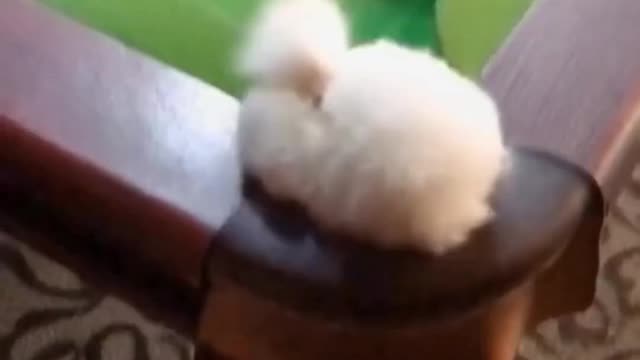 BEST FUNNY DOGS VIDEOS GAME BILLIARDS