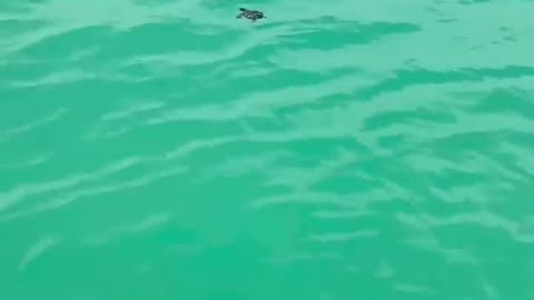 The little turtle swim away so happily