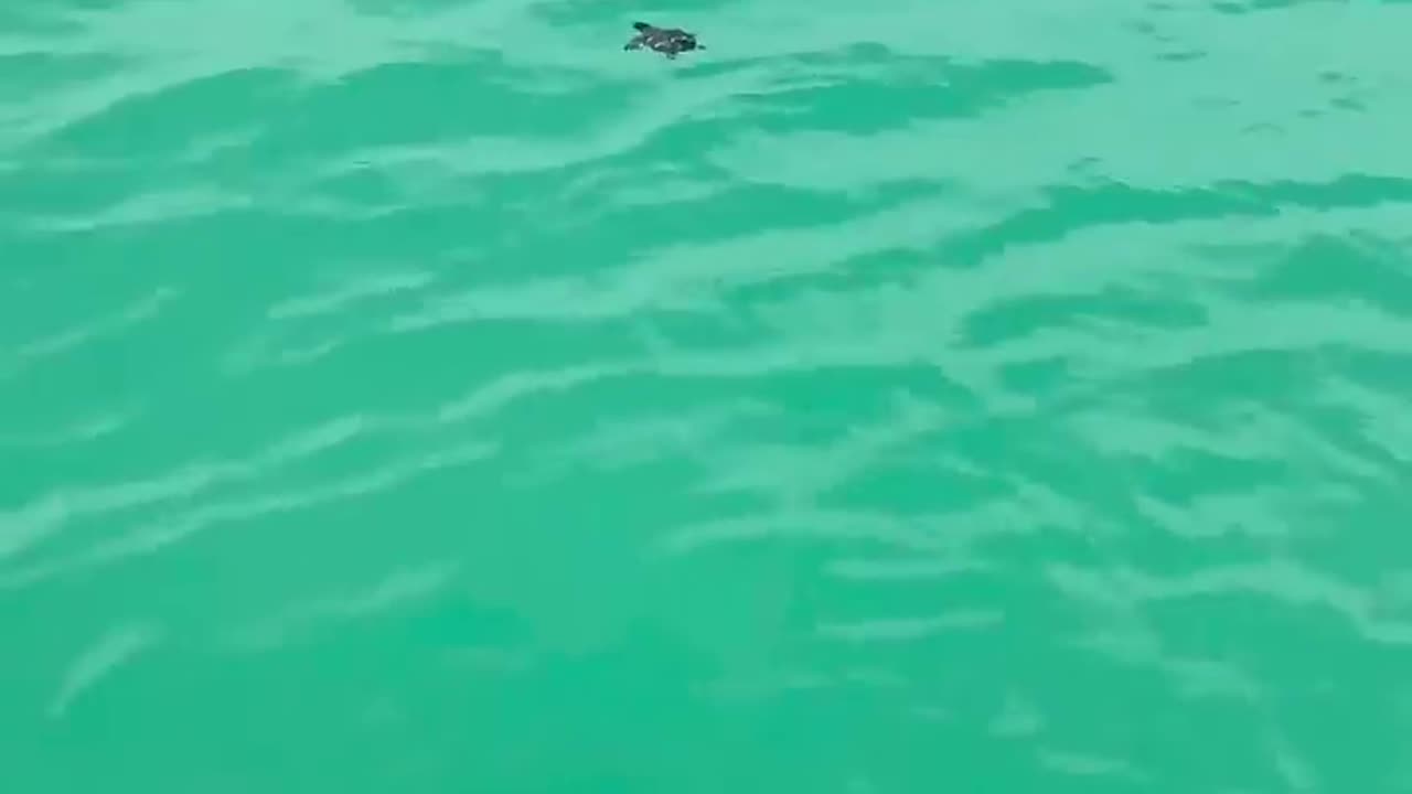 The little turtle swim away so happily