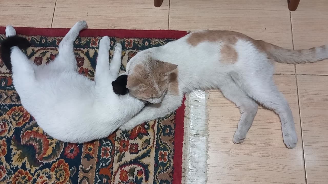 Daily life of our cute cats