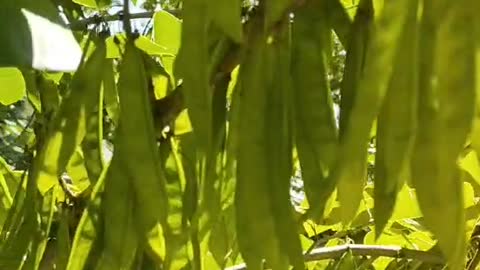 green lentils